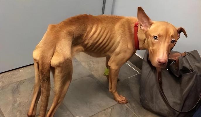 吉娃娃为何一直偏瘦？（探究背后的原因及增胖方法）