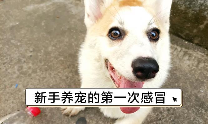 狗狗发低烧了怎么办？（如何测量狗狗的体温及低烧处理方法）