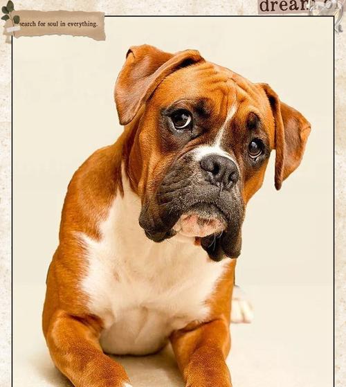 狗的脱毛周期及如何照顾（了解狗的脱毛周期，掌握正确的照顾方法）