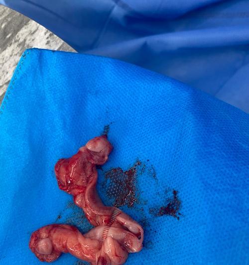 母狗绝育后的恢复情况（了解母狗绝育手术及恢复时间，让你放心养宠物）