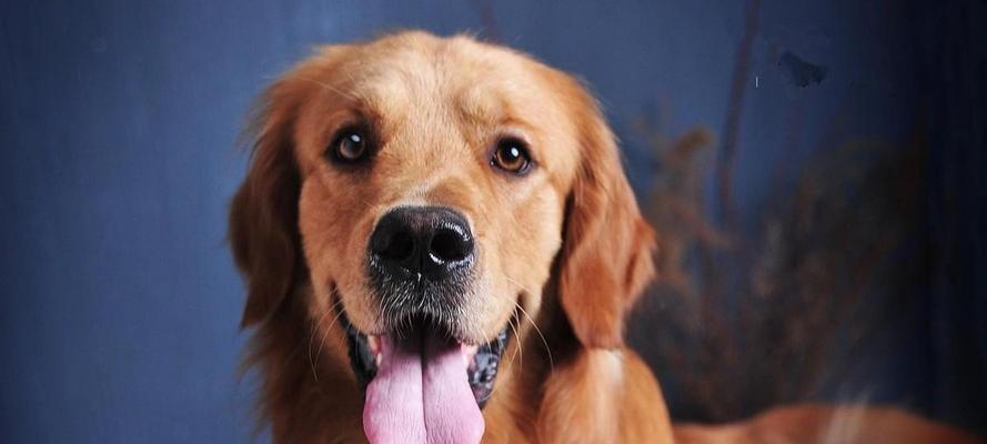 探秘狗狗的多重本领（了解狗狗令人惊叹的能力和特点）