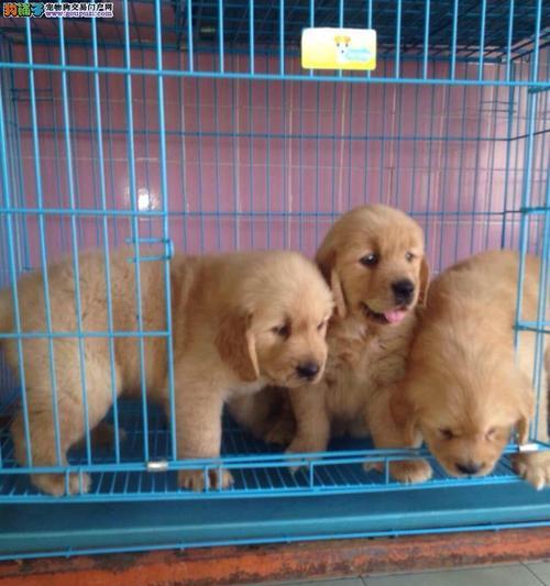 常见狗狗的价格及购买经验（你是否购买狗狗时花费过高？我是如何入手贵价狗狗的）