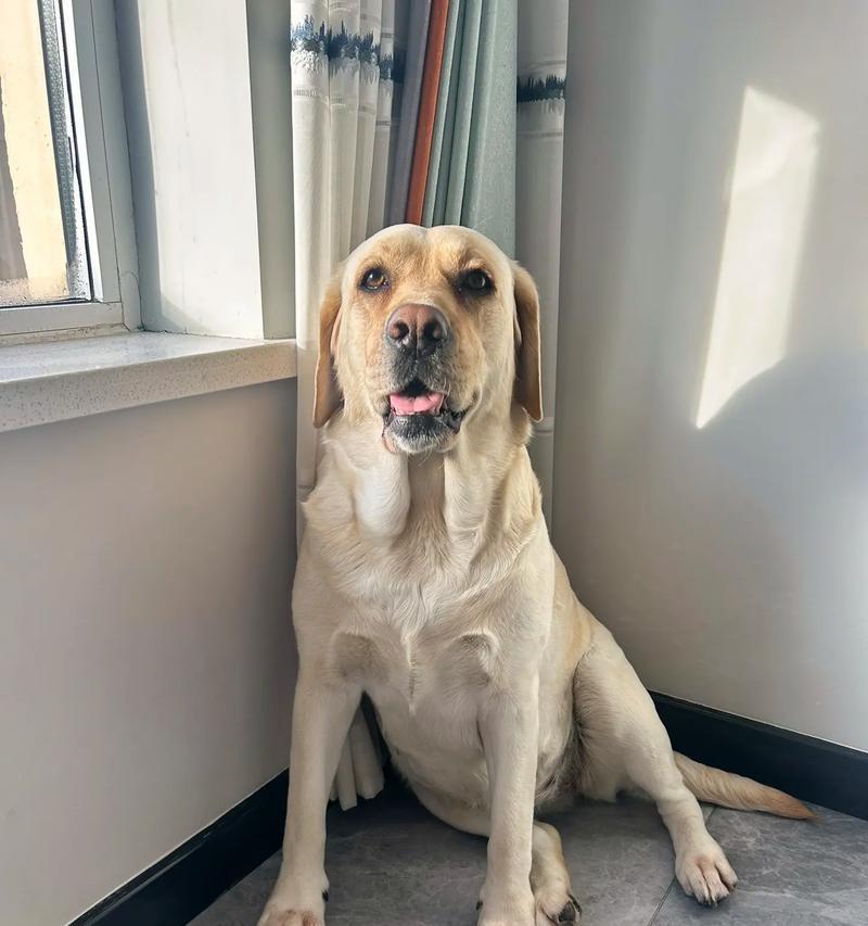 探秘世界上最大耳朵的狗品种（了解以耳朵比较大的狗，让你眼前一亮！）