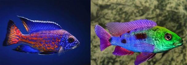 小型热带鱼的世界（探索小型热带鱼的多样性与美丽）