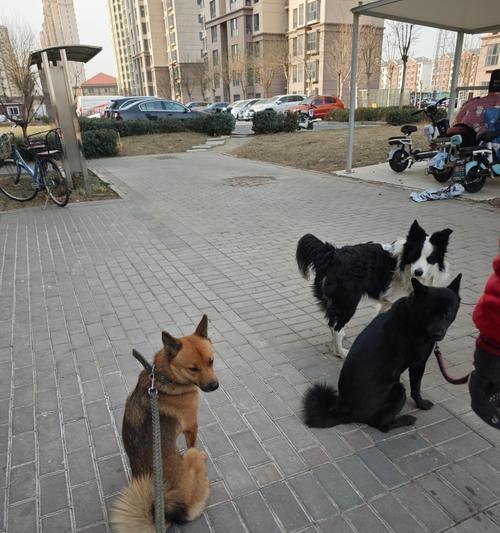 狗宝宝出生后多久可以洗澡？（宝宝狗洗澡的最佳时机和注意事项）