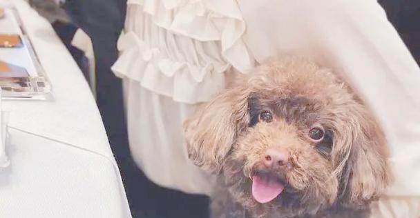 探索不掉毛的狗狗世界（解密无脱毛犬种，让你远离毛发困扰）