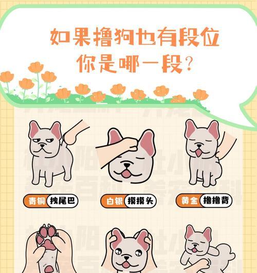 以撸狗的正确姿势是什么？（高超的抚摸技巧让它爱上你）