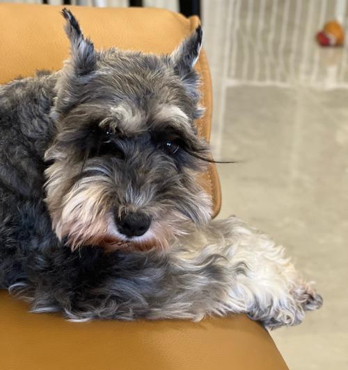 小狗能饿多久？探究2个月大小狗的饮食需求（解析小狗饥饿感的持续时间及影响因素）