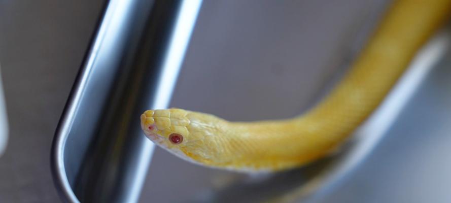 世界上最小的蛇是什么蛇？（探寻微小生物界的奇妙宠儿）