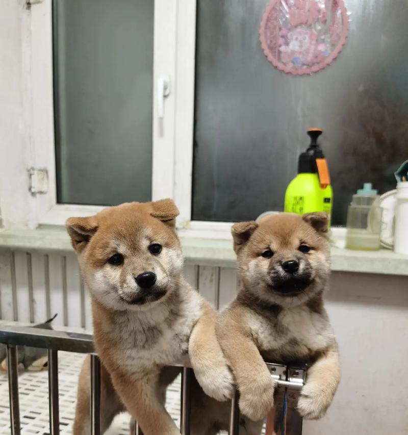 柯基与柴犬（颜值与屁股的对比，谁是真正的巅峰？）