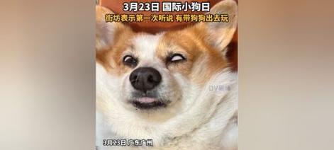 狗狗出去玩的最佳时长（为宠物狗提供充足的户外活动时间的重要性）