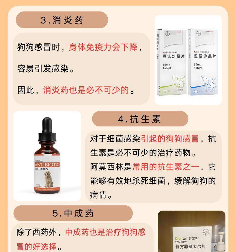 小狗感冒的痊愈时间及护理指南（了解小狗感冒的康复时间，为宠物提供适当的护理）