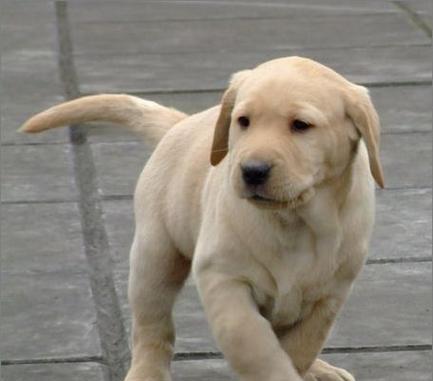 拉布拉多成年大狗的时间及特征（了解拉布拉多的成长过程和发展特点）