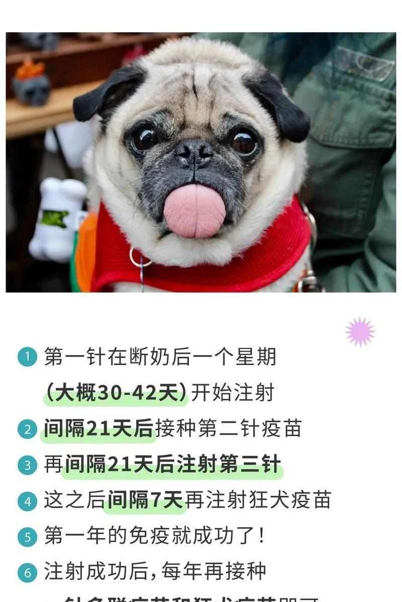 狗狗的疫苗接种时间表（保护新成员——为你的狗狗提供及时的疫苗保护）