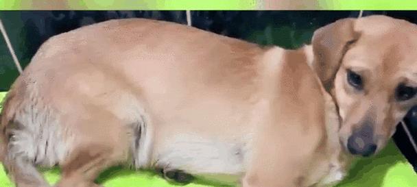 狗狗最喜欢哪些人？（了解狗狗的最佳朋友是谁）