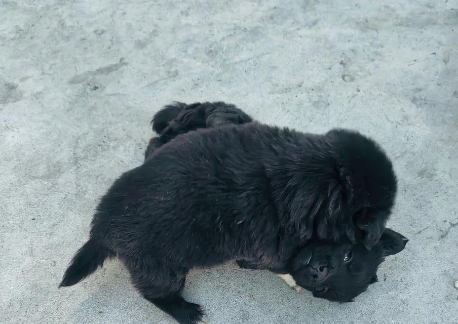 幼狗喝奶时间长短的关键影响因素（从出生到断奶，幼狗喝奶的时间和需求变化）