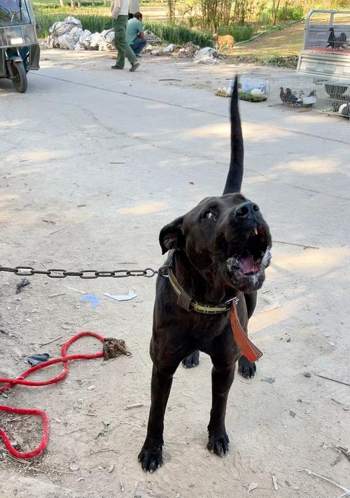 小狗为何凶叫大狗而大狗默默走开？（探究小狗与大狗之间的行为差异）