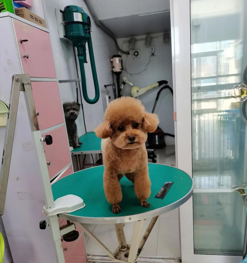 泰迪生完狗后多久可以洗澡？（探讨泰迪产后洗澡的最佳时间及相关注意事项）