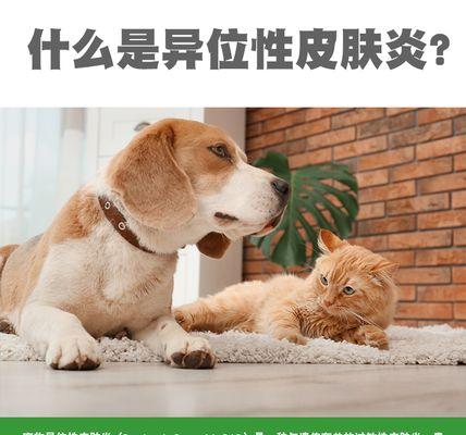 猫异位性皮炎的治疗时长及方法（猫异位性皮炎的治疗进展和关键考虑因素）