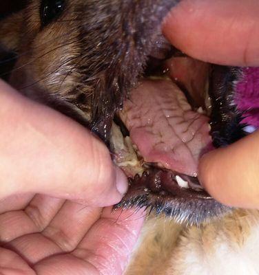 狗狗口腔溃疡的常见症状及治疗方法（了解狗狗口腔溃疡症状，及时治疗）