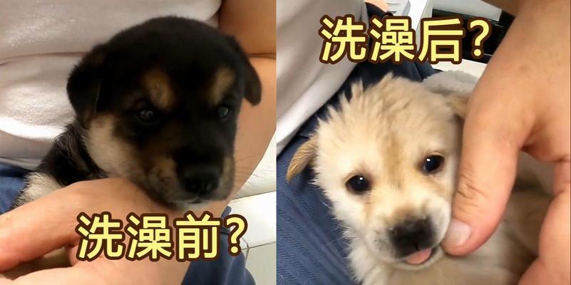 狗狗生后多久可以洗澡？（了解适合狗狗洗澡的最佳时间及注意事项）