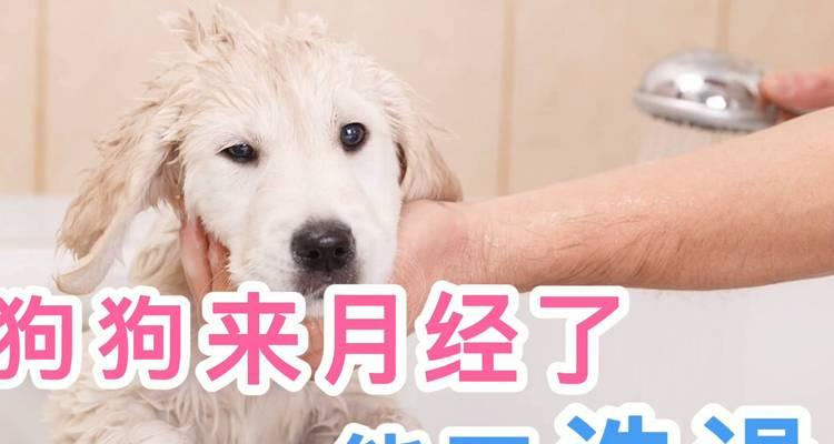 合适的时间给狗狗洗澡？（狗狗买来多久能洗澡？）
