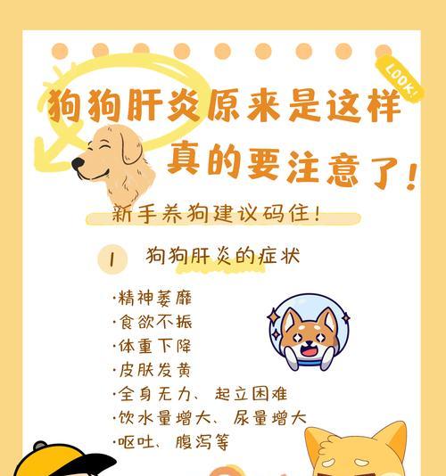 狗狗肝炎的症状及相关信息（了解肝炎症状，保护你的爱犬健康）