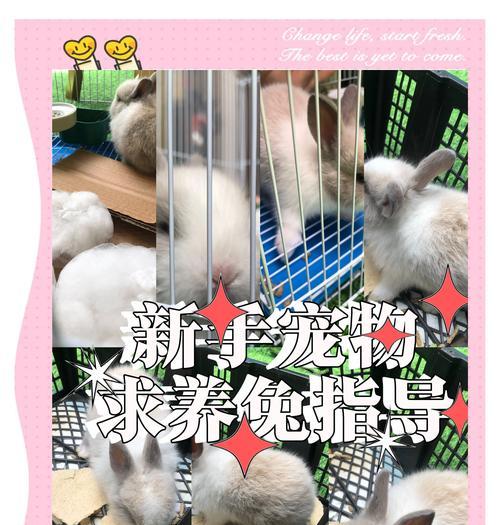 兔子孕期及怀孕周期（了解兔子孕期多久可以怀孕的关键因素）