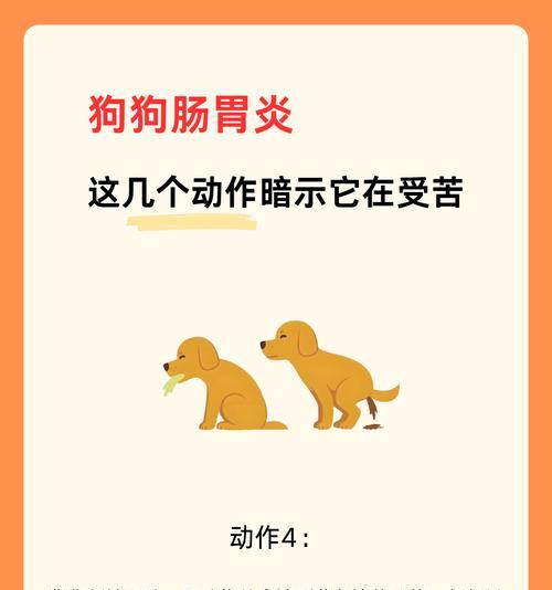 狗急性肠炎（了解狗急性肠炎的常见症状和有效的治疗方法）