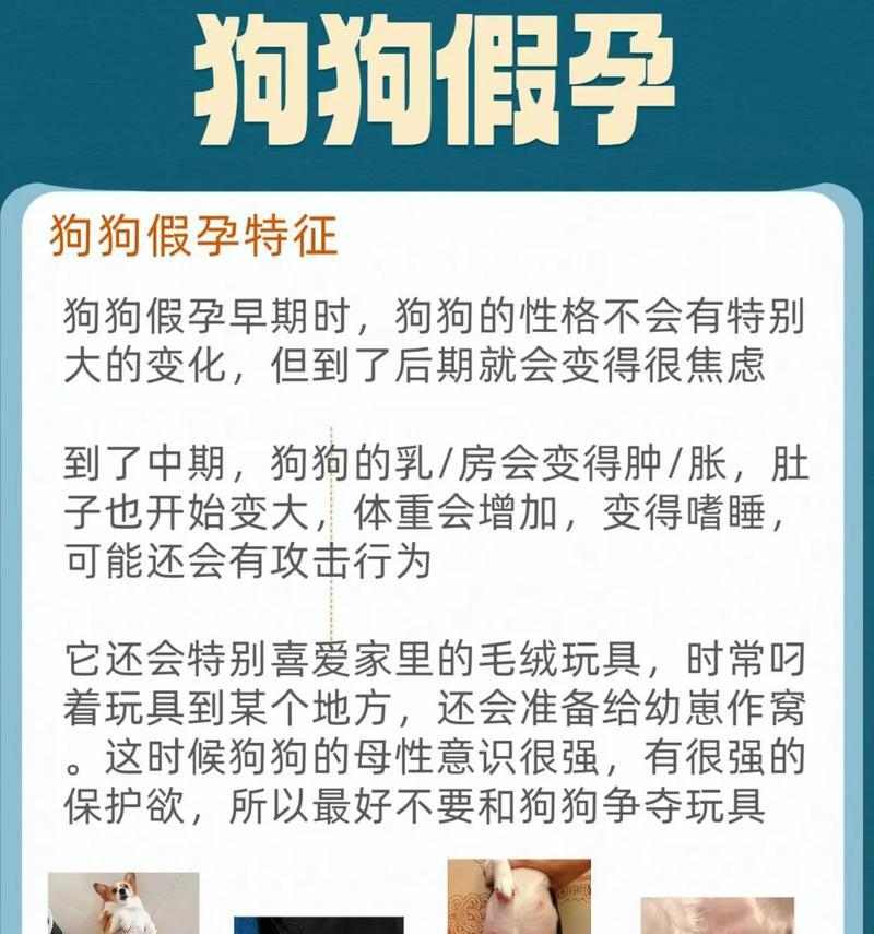 狗狗怀孕多久肚子涨？（揭开狗狗怀孕肚子涨的奥秘）