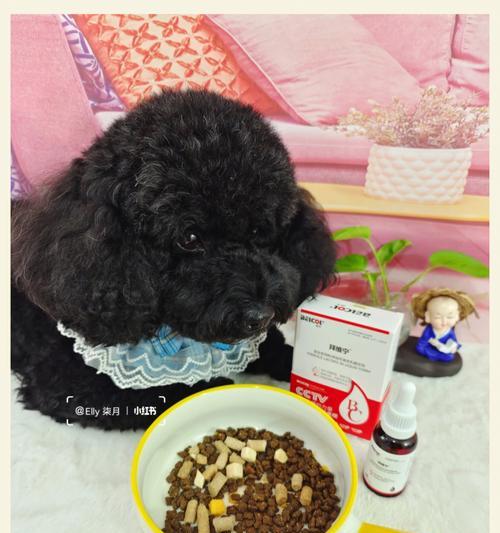 狗狗胃结石（了解狗狗胃结石的症状，保护我们的忠诚伙伴）