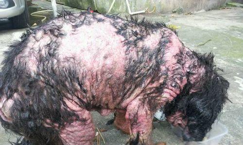 狗长寄生虫后能活多久？剖析狗寄生虫的危害及预防方法（了解狗寄生虫对狗健康的影响，提前预防保护宠物）