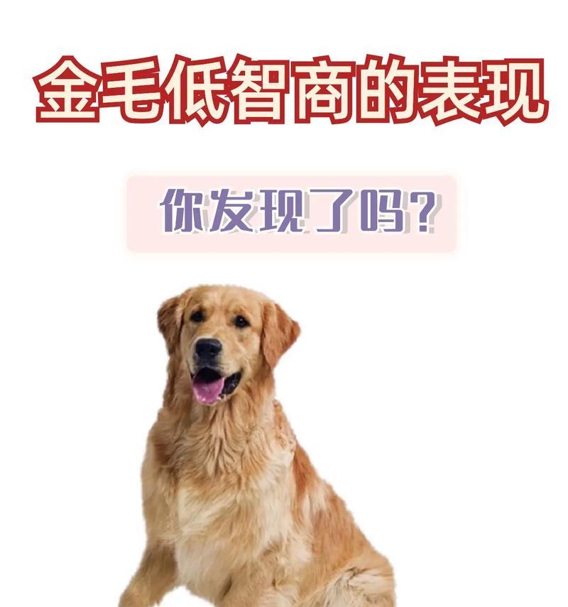 揭秘狗狗的聪明表现（从听觉到社交，为什么狗狗被称为最聪明的宠物？）
