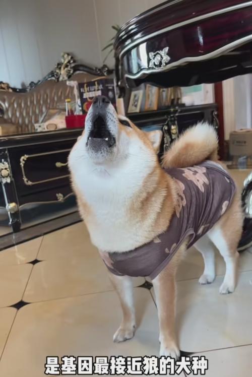 柴犬的优点和缺点（了解柴犬的优势和劣势，做出明智的选择）