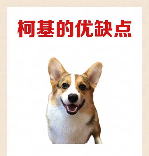 饲养柯基犬的注意事项（关爱与培养，打造幸福的柯基生活）
