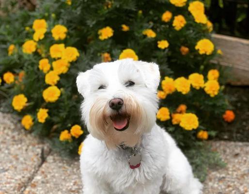 狗的寿命及影响因素（探究不同狗品种的寿命，以及影响狗寿命的关键因素）