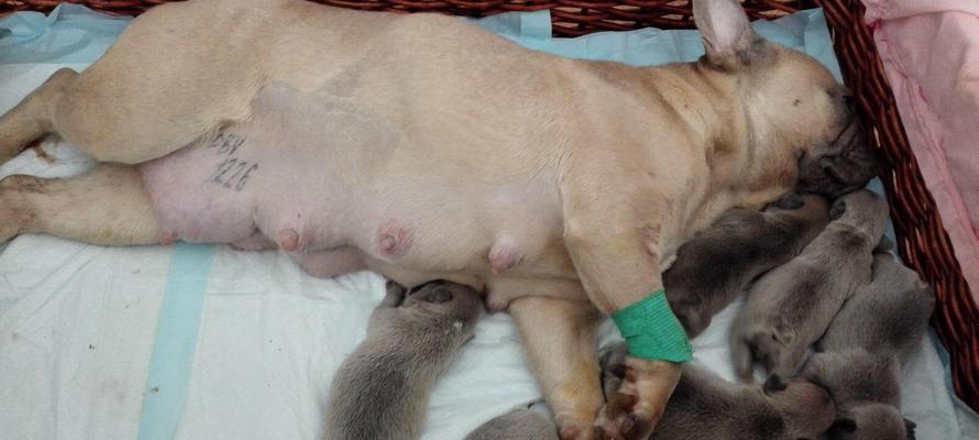 狗狗下崽崽后多久开始吃奶？（探讨幼犬开始进食母乳的时机及需求量）