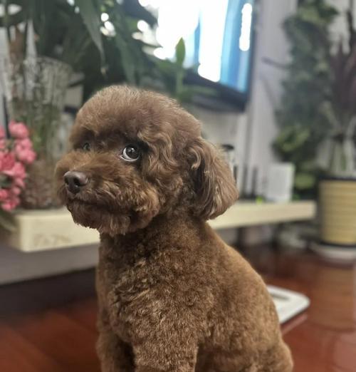 泰迪狗狗宝宝洗澡的最佳时机（了解泰迪狗狗宝宝洗澡的适宜年龄和频率）