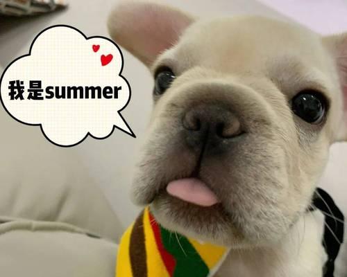 帮助胆小害怕的狗狗社会化（了解胆小狗的原因与训练技巧，促进狗狗社交能力的发展）