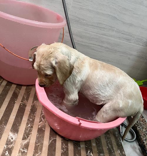 狗狗生宝宝后多久可以洗澡？（了解正确的时间和方法来给母狗和新生幼犬洗澡。）