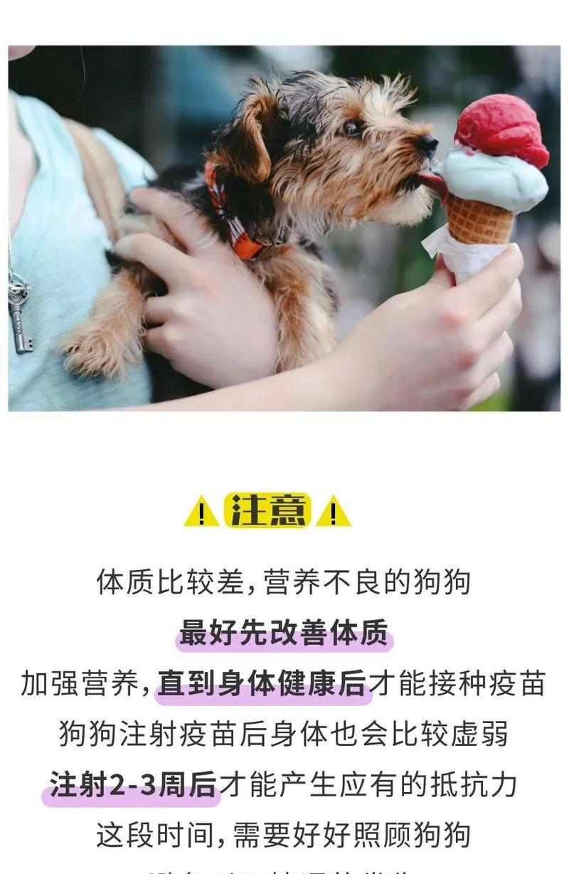 新买回来的狗狗何时打疫苗最合适？（了解狗狗打疫苗的时间表与重要性）