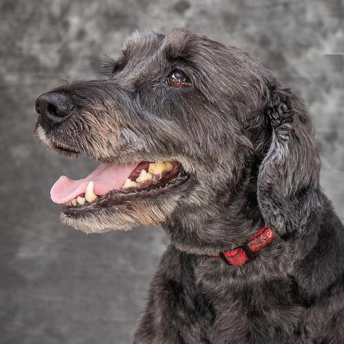 狗狗姨妈后的排卵期——了解你的毛孩生育周期（从姨妈到排卵，掌握正确的时间和方法）