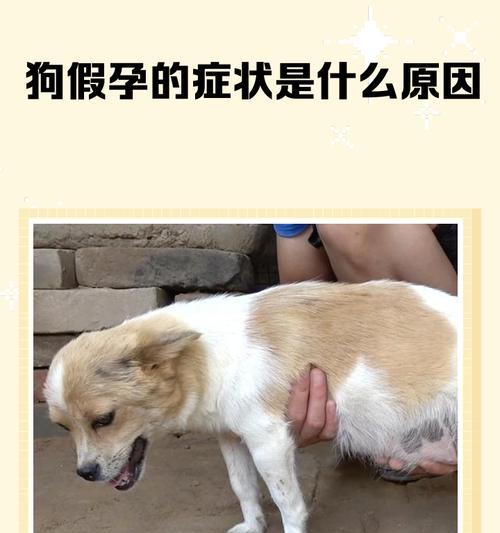 狂犬病发病狗的症状一览（了解狂犬病前先认识狗的早期症状）