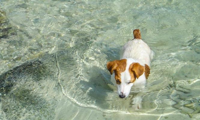 狗狗的饮食宝典（一起了解狗狗的鱼类美食，让它们健康快乐！）
