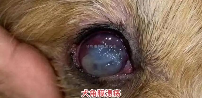 狗狗眼睛常见疾病及预防方法（了解你的狗狗眼睛的常见问题，提前预防疾病！）