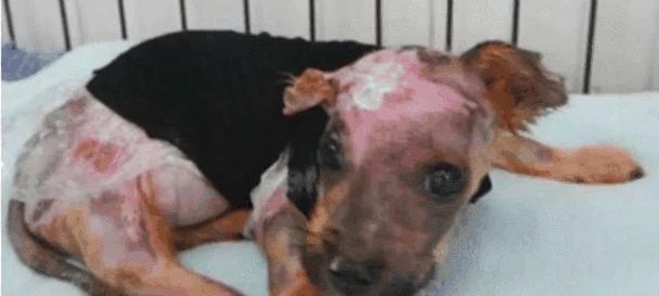 狗狗吃了哪些植物会中毒？（了解植物中毒风险，保护爱犬健康）