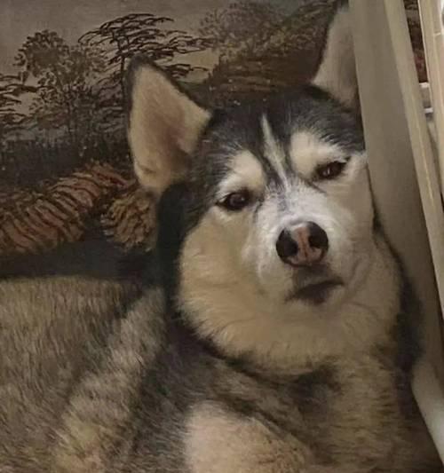 狗狗抑郁的表现及如何帮助（发现狗狗抑郁的重要迹象与关键方法）