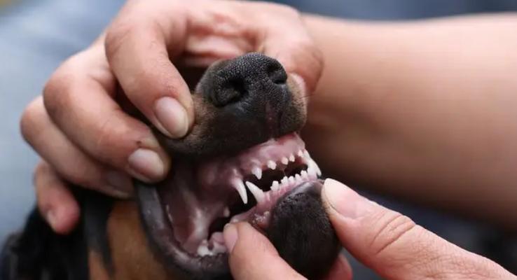 小狗打完狂犬疫苗多久可以洗澡？（洗澡时间和注意事项）