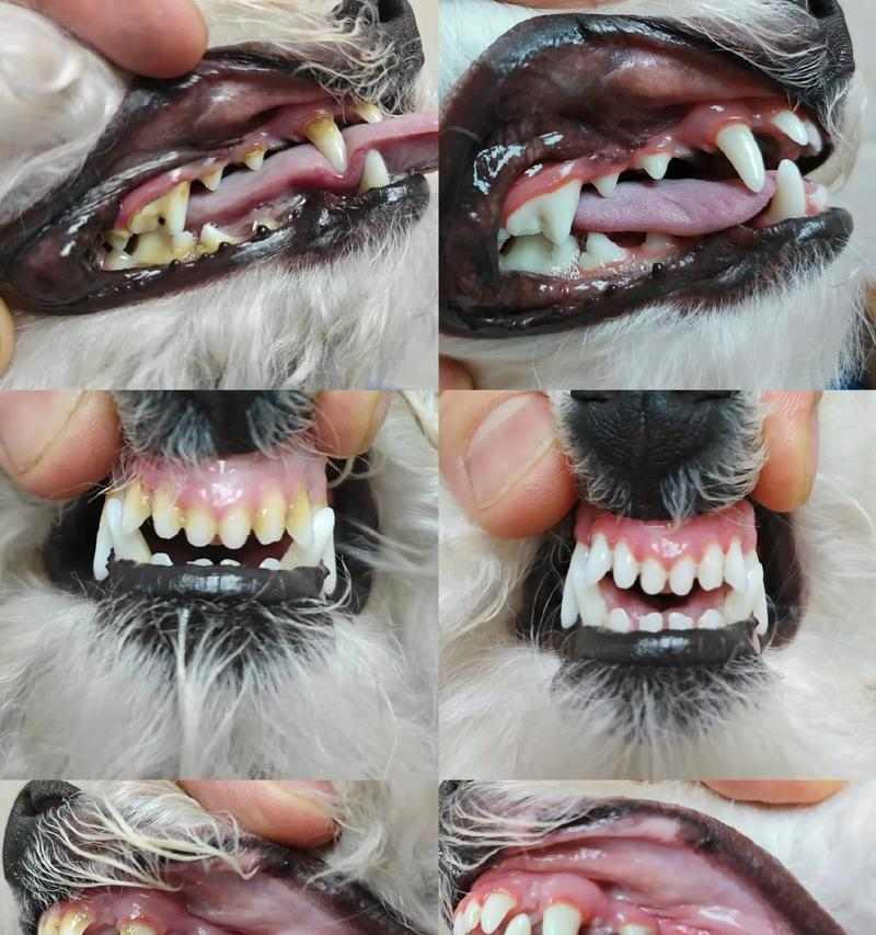 揭秘狗狗牙结石的成因及预防方法（3个坏习惯为牙结石的主要原因，如何有效预防？）
