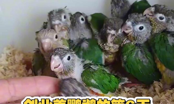 鹦鹉养殖的喂食保健砂（维生素和钙的重要性）